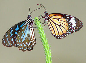 opposites