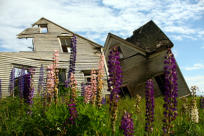 collapsing house and lupines resized 600