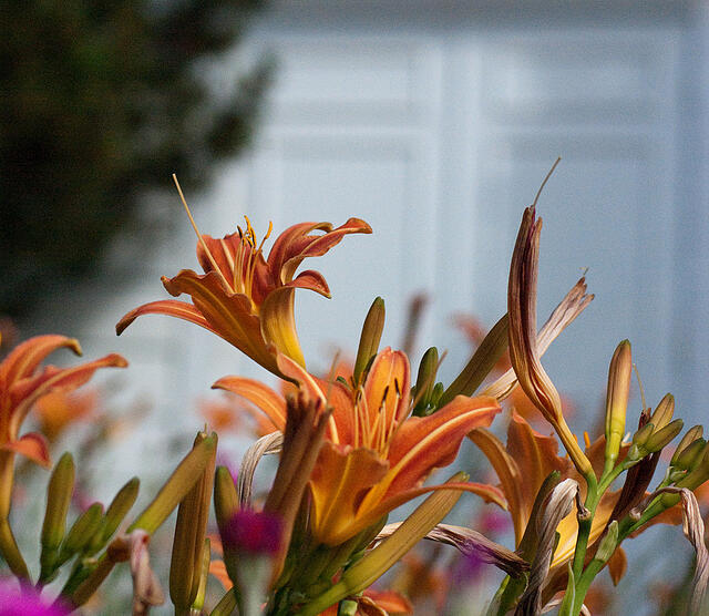 Sleep, Creep, Leap: How Inbound Marketing is Exactly Like Landscaping