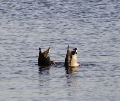 synchronized ducks