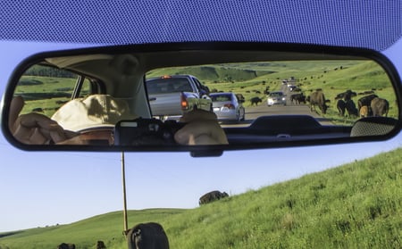 Buffalo crossing road ahead and in rear-view mirror bring tourist traffic to a standstill along road in Custer State Park, South Dakota, USA,  on a summer evening