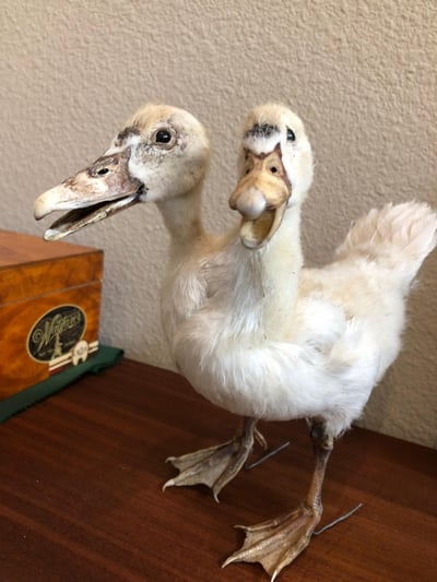 duck