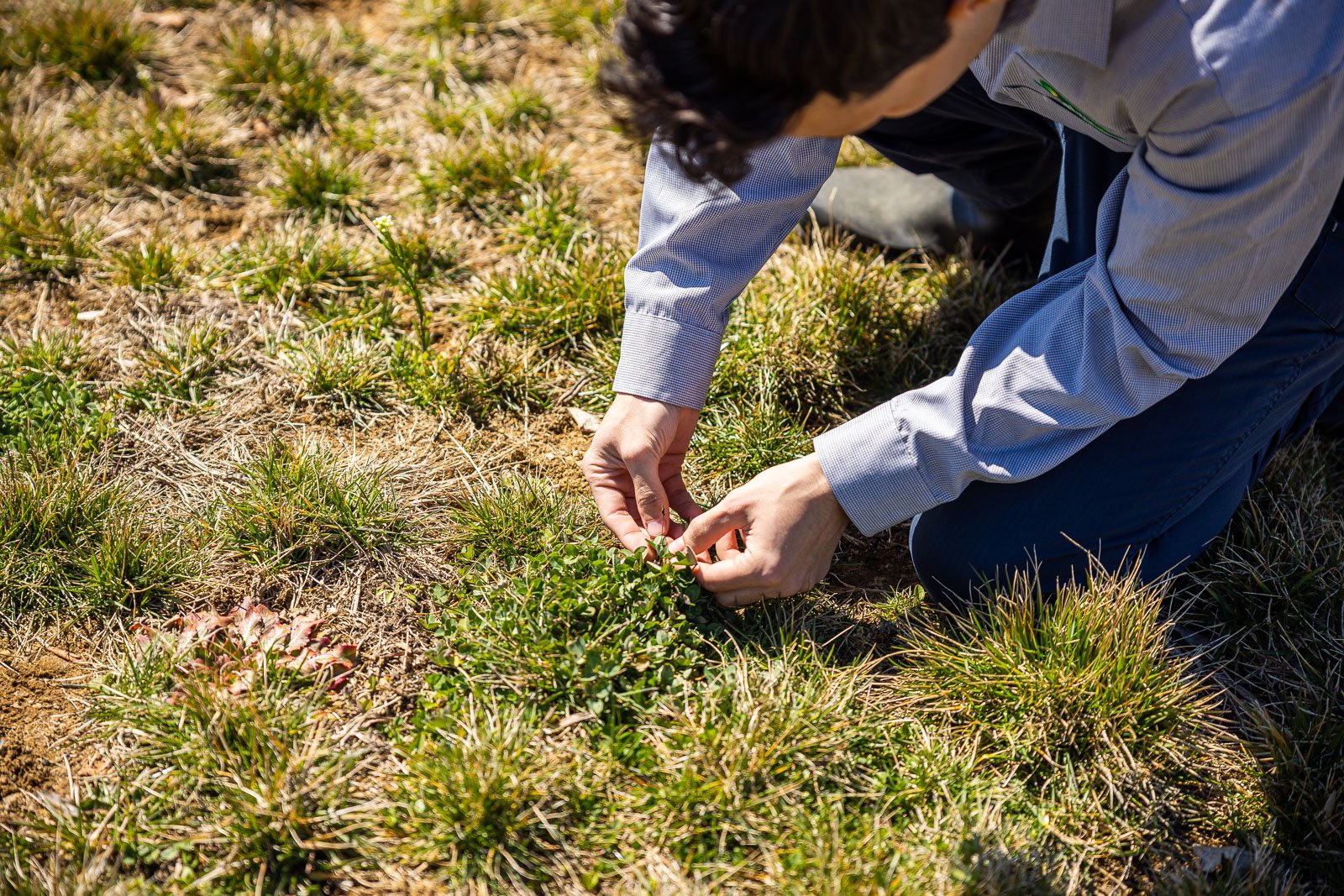 lawn care technician inspection 10