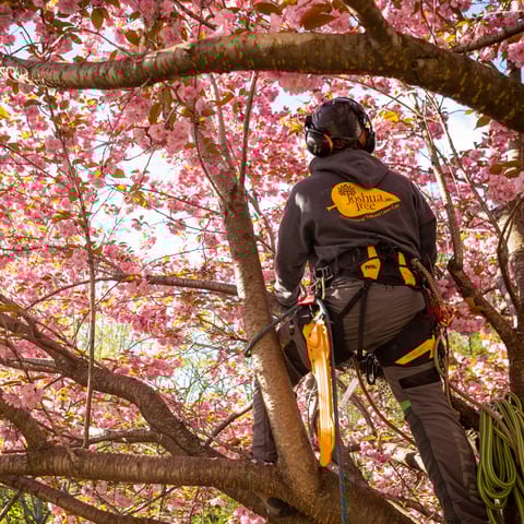 tree service marketing