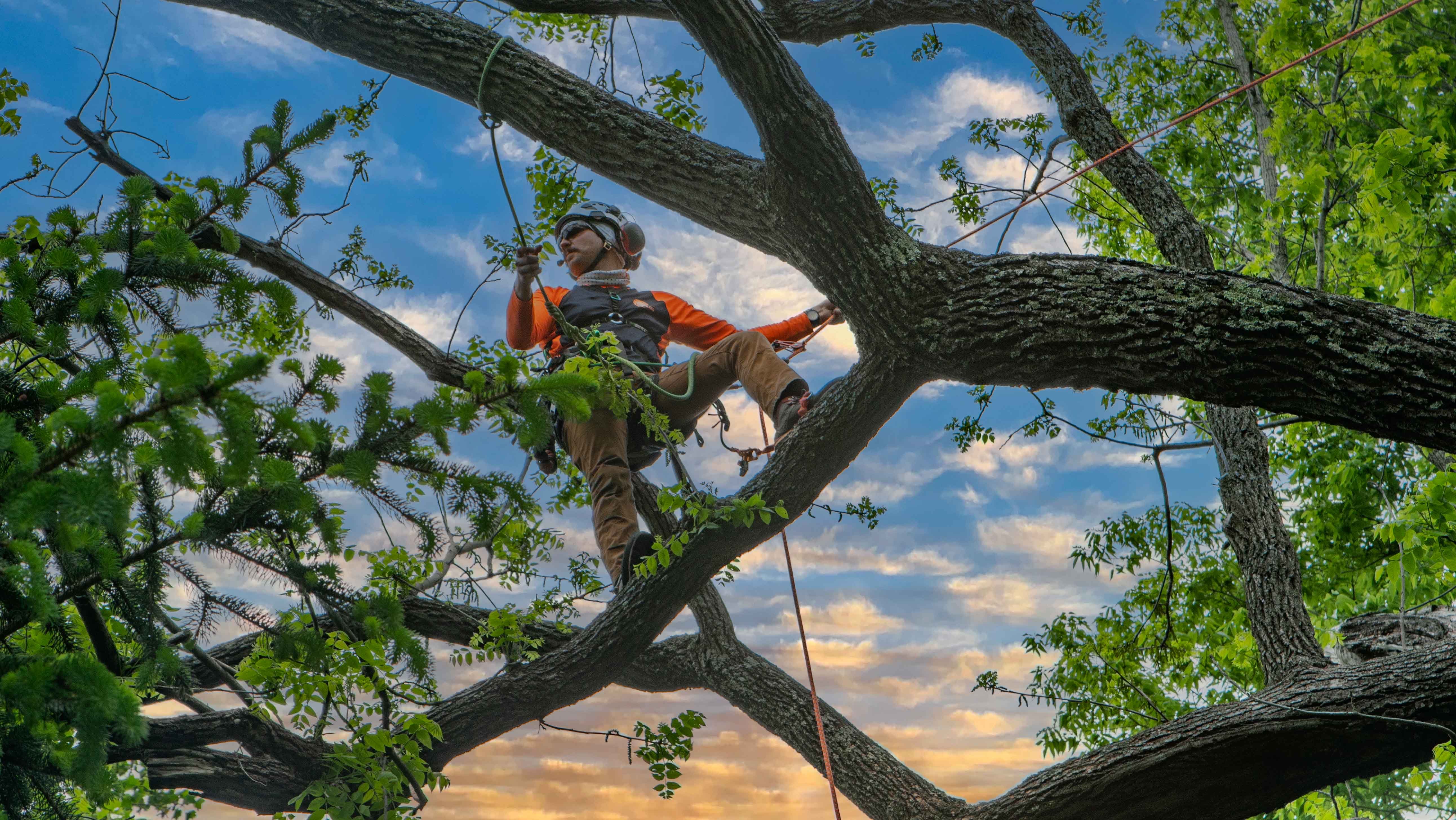 tree service pictures