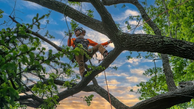 tree service photography